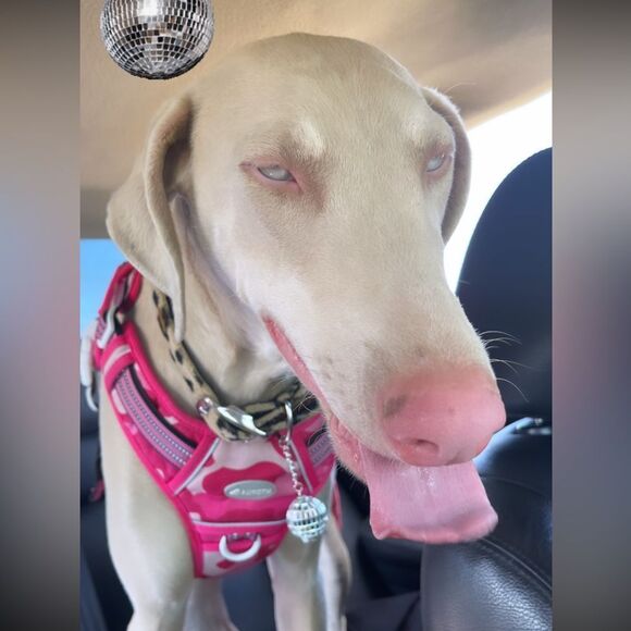 DISCO BALL CLIP 🪩 - Picture 2 of 3